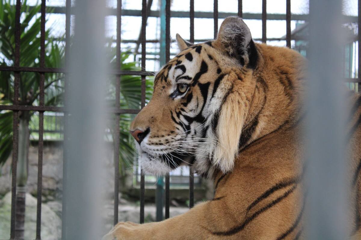 REFUERZA UMA, LA PROTECCIÓN ANIMAL Y SENSIBILIZA CONTRA EL TRÁFICO ILEGAL DE ESPECIES