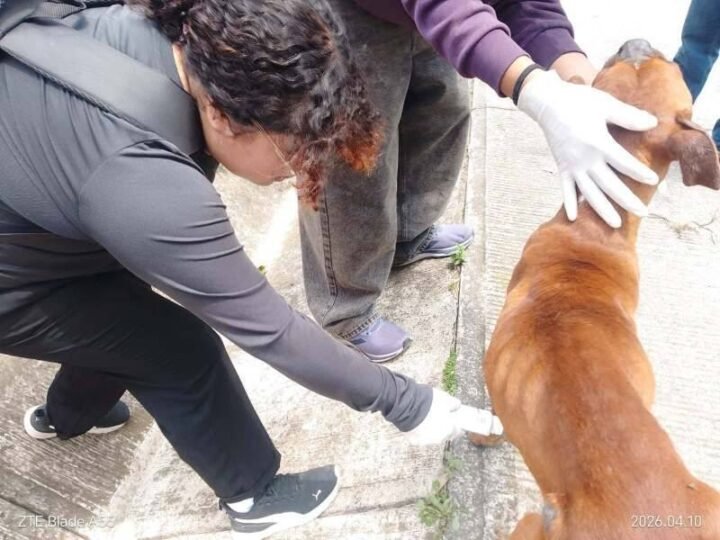 IMPLEMENTAN CAMPAÑA DE CONCIENTIZACIÓN SOBRE GUSANO BARRENADOR