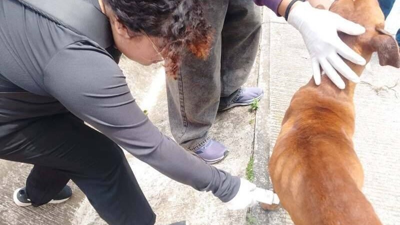 IMPLEMENTAN CAMPAÑA DE CONCIENTIZACIÓN SOBRE GUSANO BARRENADOR