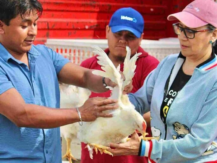 ENTREGAN “GALLINAS PONEDORAS” EN CHOCAMÁN