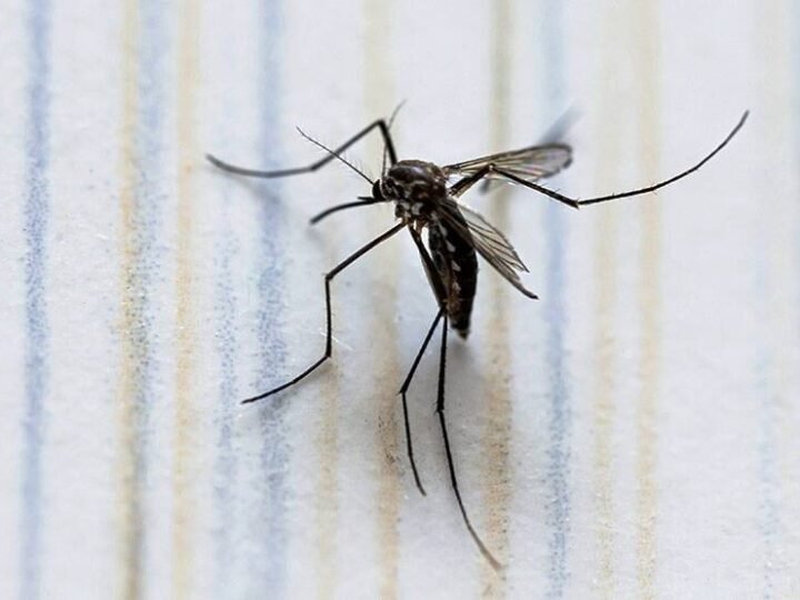 DENGUE GOLPEA A 24 ESTADOS DEL PAÍS: SUMAN MIL 332 CASOS