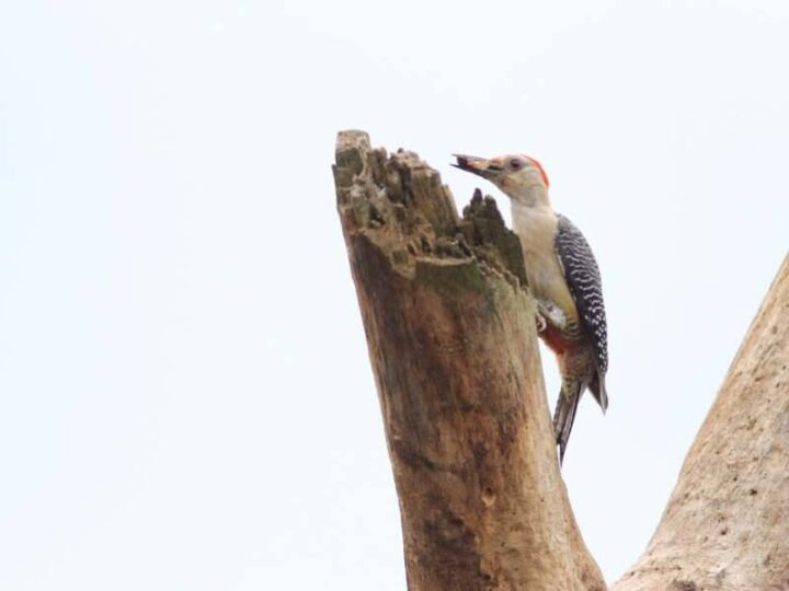 REGISTRAN PRESENCIA DE MÁS DE 27 ESPECIES DE AVES EN FORTÍN