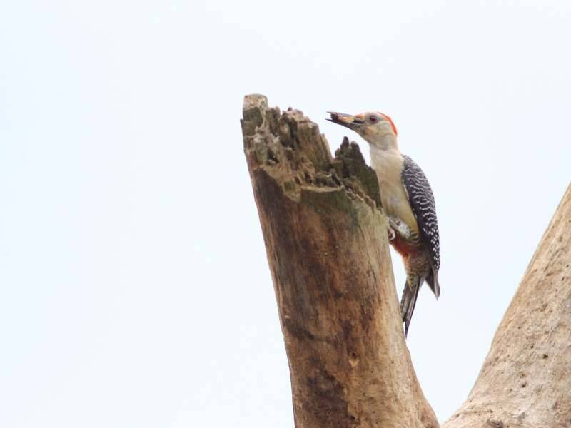 REGISTRAN PRESENCIA DE MÁS DE 27 ESPECIES DE AVES EN FORTÍN