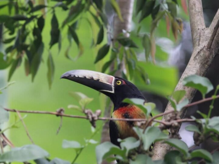 PRESENTAN PROGRAMA DE AVISTAMIENTO DE AVES EN FORTÍN