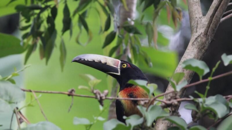PRESENTAN PROGRAMA DE AVISTAMIENTO DE AVES EN FORTÍN