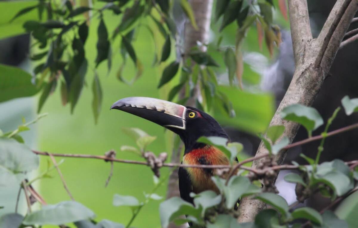 PRESENTAN PROGRAMA DE AVISTAMIENTO DE AVES EN FORTÍN