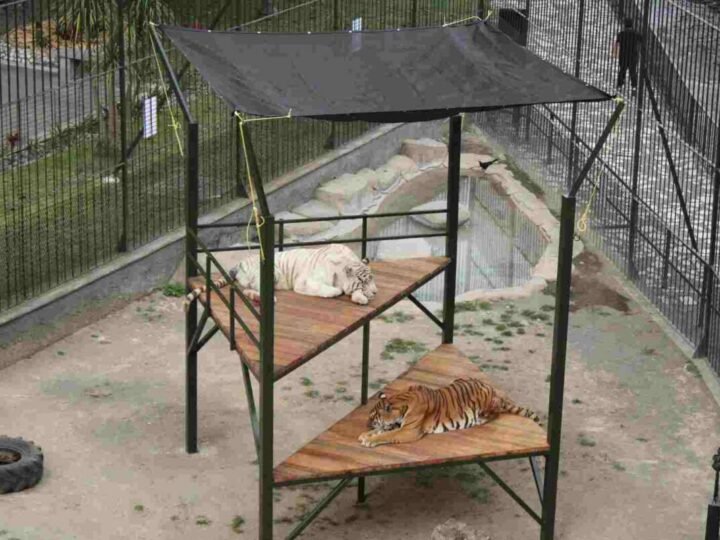 INSTALAN MÁS ÁREAS DE DESCANSO PARA TIGRES DEL PASEO ORIZABA