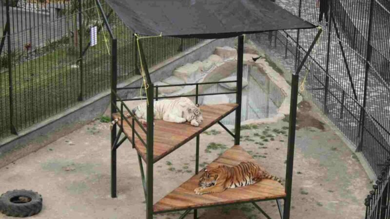 INSTALAN MÁS ÁREAS DE DESCANSO PARA TIGRES DEL PASEO ORIZABA