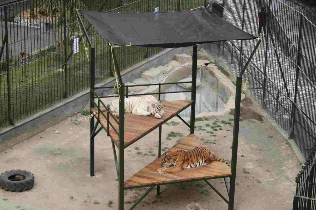 INSTALAN MÁS ÁREAS DE DESCANSO PARA TIGRES DEL PASEO ORIZABA