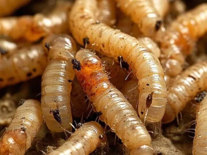 HIDALGO CONFIRMA PRIMER CASO DE GUSANO BARRENADOR EN HUMANOS