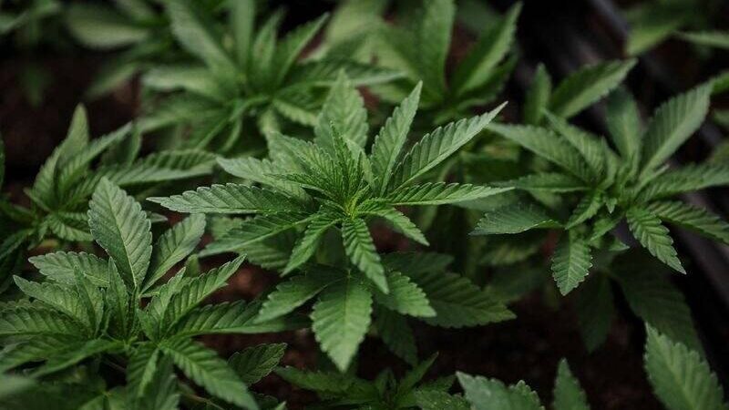 DONALD TRUMP RECLASIFICA MARIHUANA COMO DROGA DE MENOR RIESGO EN EU