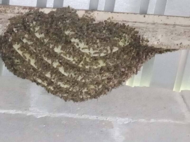 EMITEN RECOMENDACIONES ANTE PRESENCIA DE ENJAMBRES Y COLMENAS EN LA CIUDAD