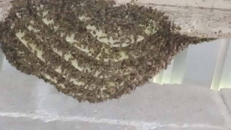 EMITEN RECOMENDACIONES ANTE PRESENCIA DE ENJAMBRES Y COLMENAS EN LA CIUDAD