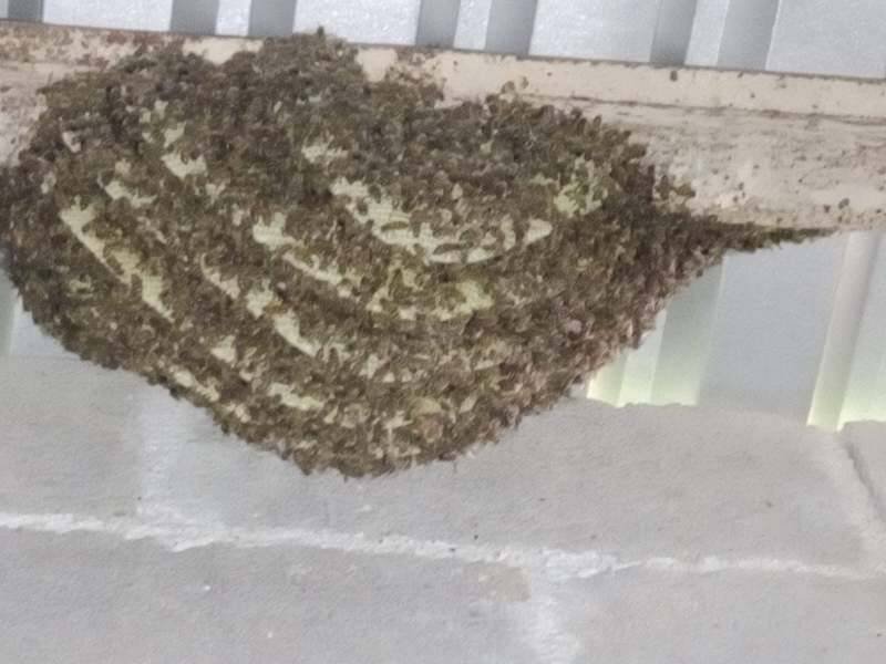 EMITEN RECOMENDACIONES ANTE PRESENCIA DE ENJAMBRES Y COLMENAS EN LA CIUDAD