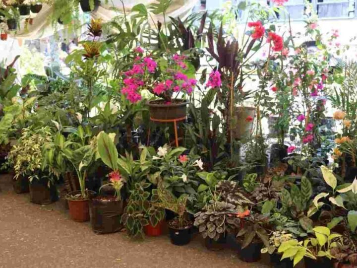 INSTALAN EXPO FLOR EN FORTÍN