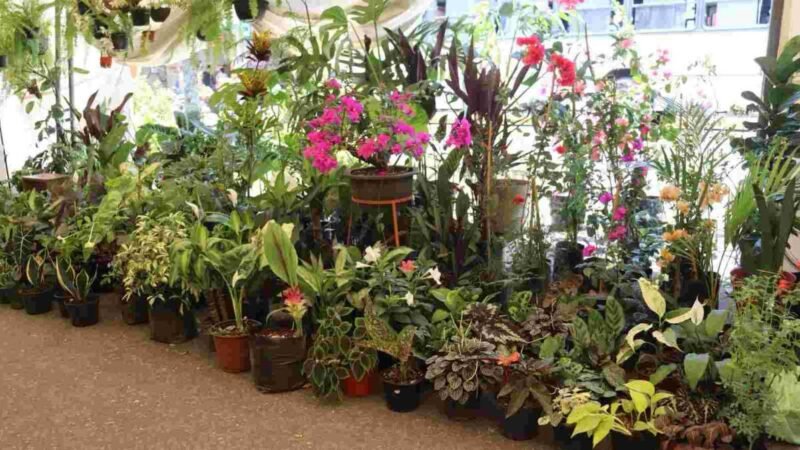 INSTALAN EXPO FLOR EN FORTÍN