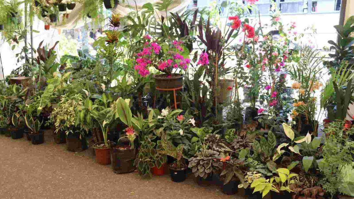 INSTALAN EXPO FLOR EN FORTÍN