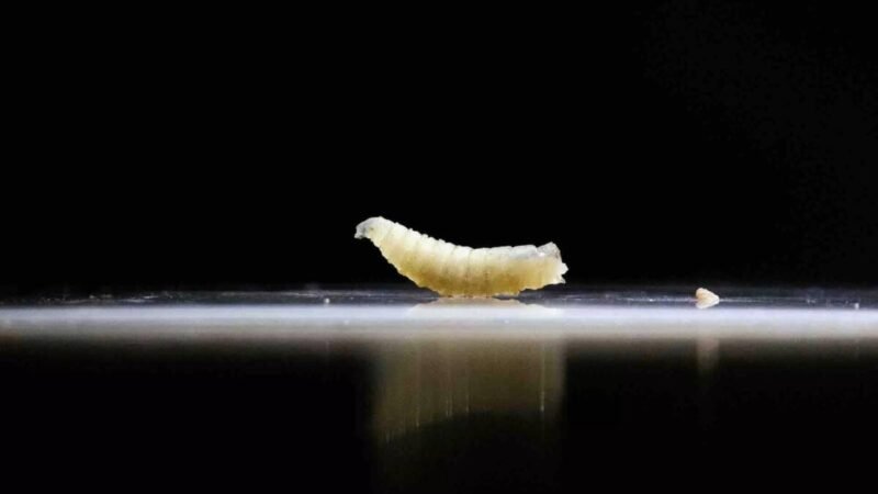 CONFIRMAN PRIMER CASO DE GUSANO BARRENADOR EN COAHUILA