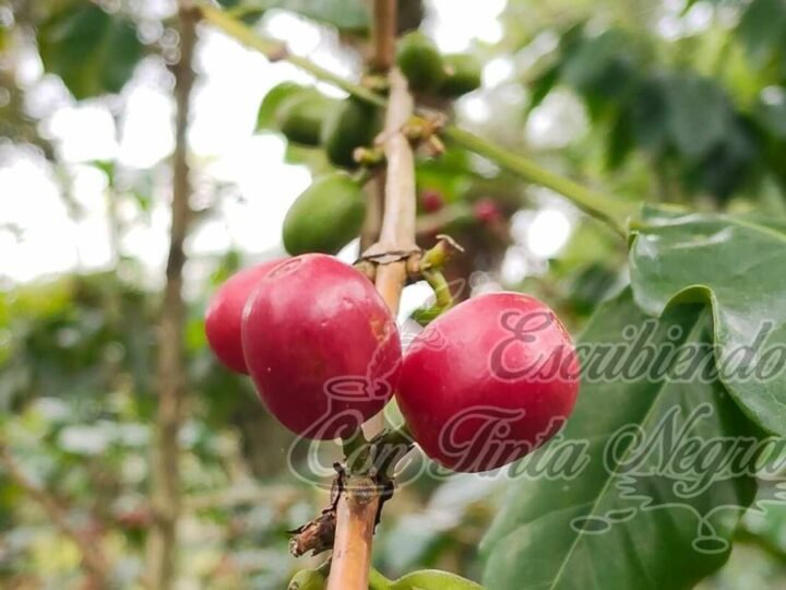 ORGANIZAN FESTIVAL DEL CAFÉ EN HUATUSCO