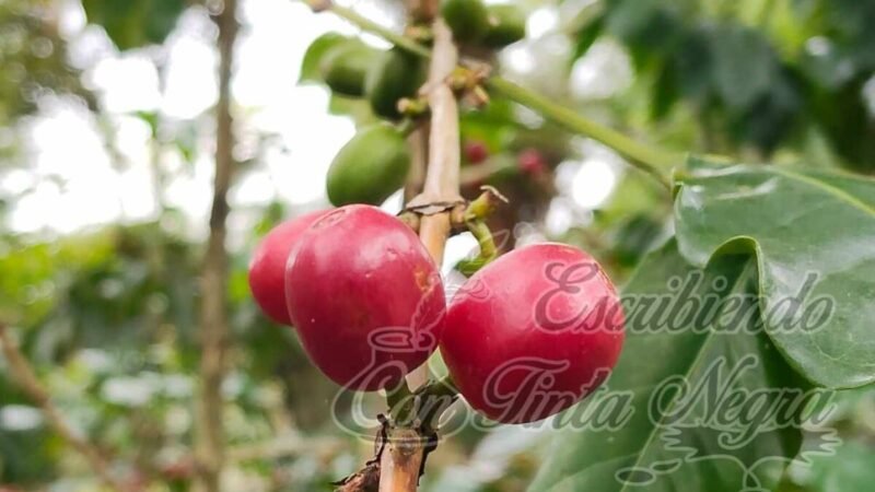 ORGANIZAN FESTIVAL DEL CAFÉ EN HUATUSCO