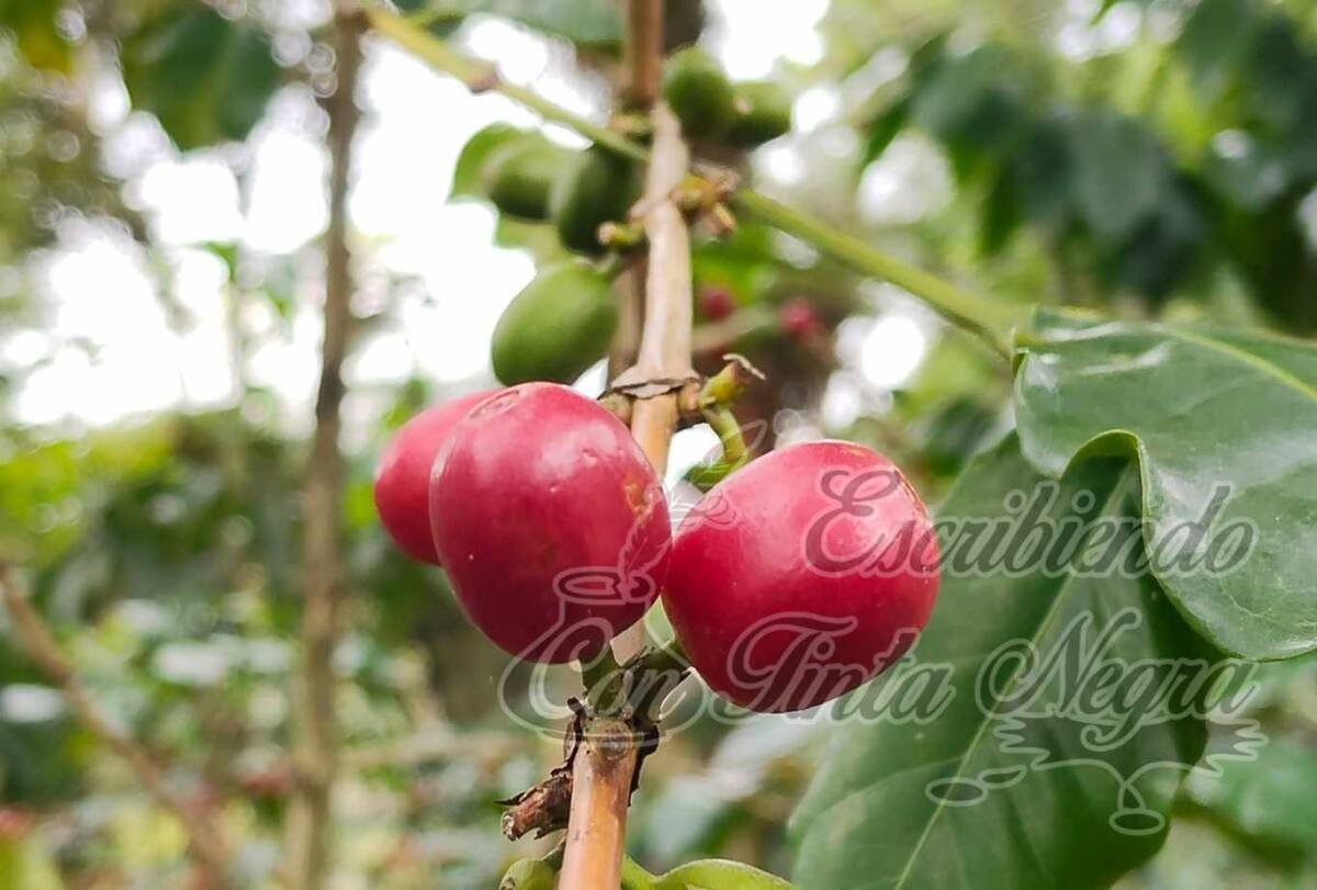 ORGANIZAN FESTIVAL DEL CAFÉ EN HUATUSCO