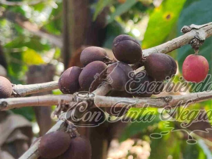 ROYA ARRASA CON 40 MIL HECTÁREAS DE CAFÉ