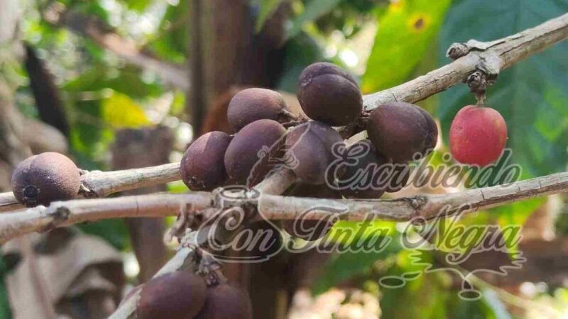 ROYA ARRASA CON 40 MIL HECTÁREAS DE CAFÉ