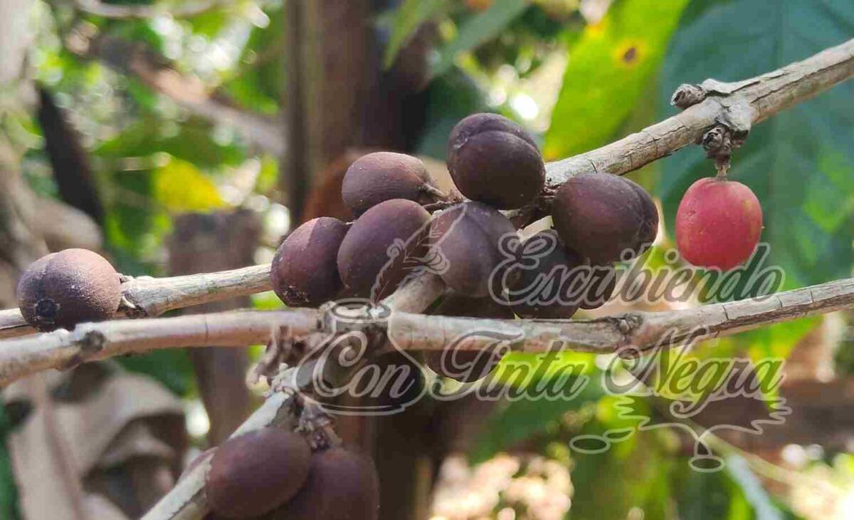 ROYA ARRASA CON 40 MIL HECTÁREAS DE CAFÉ