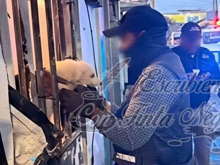 RESCATAN A 42 PERROS VÍCTIMAS DE MALTRATO