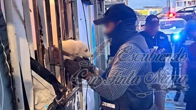 RESCATAN A 42 PERROS VÍCTIMAS DE MALTRATO