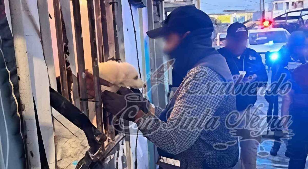 RESCATAN A 42 PERROS VÍCTIMAS DE MALTRATO