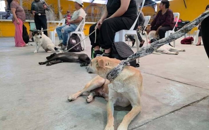 REALIZAN CAMPAÑA DE ESTERILIZACIÓN EN ALPATLÁHUAC