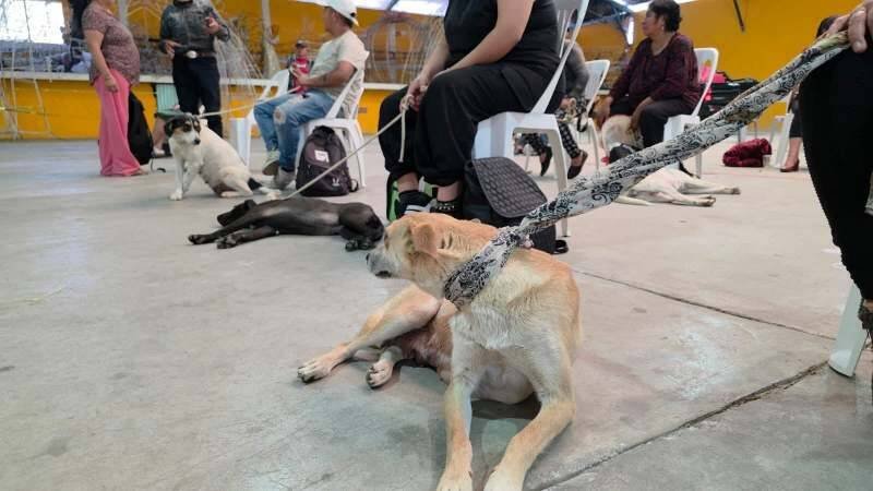 REALIZAN CAMPAÑA DE ESTERILIZACIÓN EN ALPATLÁHUAC