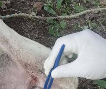 AUMENTAN REPORTES DE CASOS DE GUSANO BARRENADOR