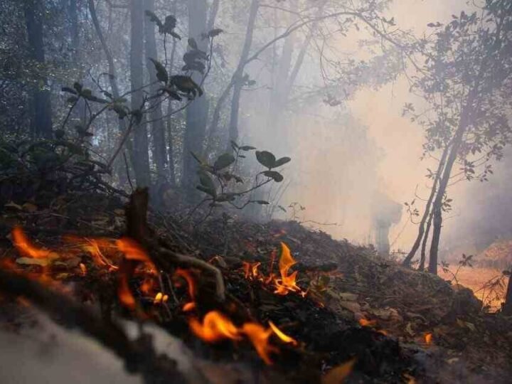 ONDA DE CALOR DISPARA A 45 LOS INCENDIOS FORESTALES ACTIVOS EN MÉXICO