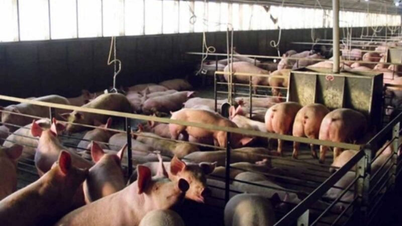 CIERRA MEGAGRANJA PORCÍCOLA EN YUCATÁN TRAS SANCIÓN AMBIENTAL