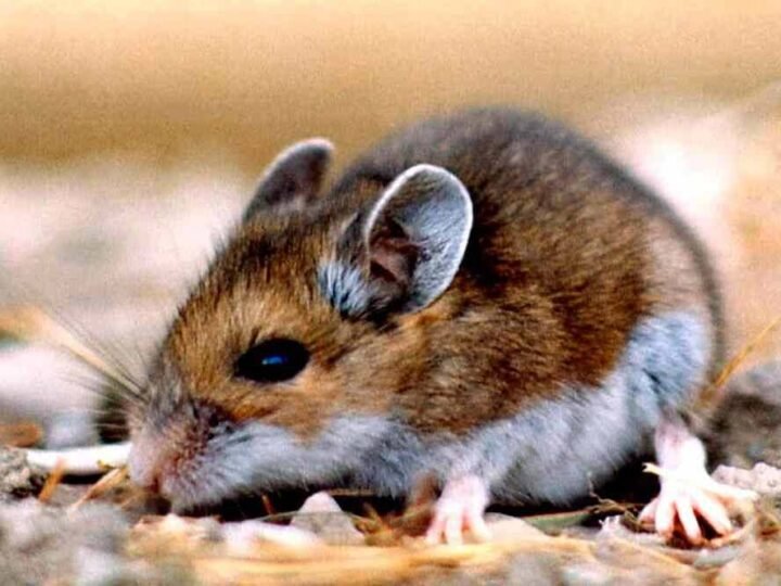 BROTE DE HANTAVIRUS EN CHILE DEJA 13 MUERTOS
