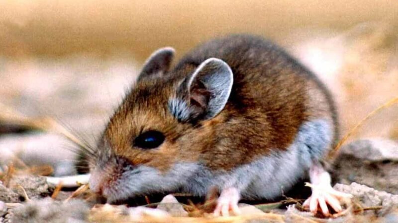 BROTE DE HANTAVIRUS EN CHILE DEJA 13 MUERTOS