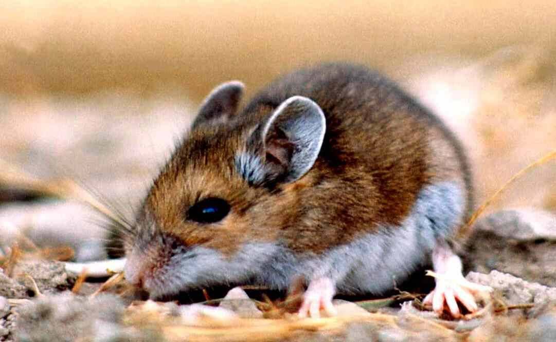 BROTE DE HANTAVIRUS EN CHILE DEJA 13 MUERTOS
