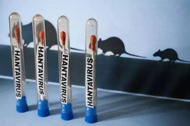SSA EMITE AVISO EPIDEMIOLÓGICO POR HANTAVIRUS