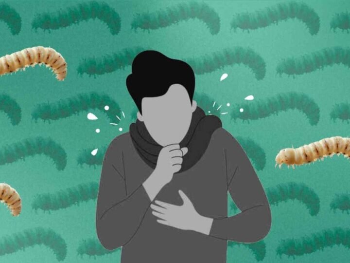 CASOS DE MIASIS EN HUMANOS POR GUSANO BARRENADOR AUMENTAN A 282