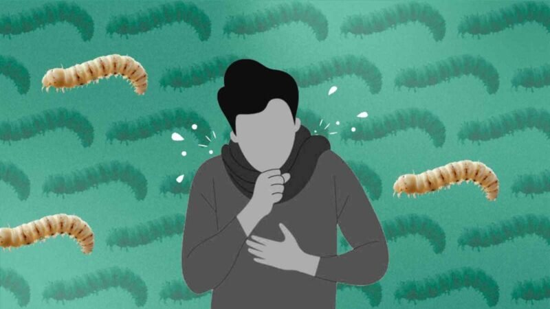 CASOS DE MIASIS EN HUMANOS POR GUSANO BARRENADOR AUMENTAN A 282