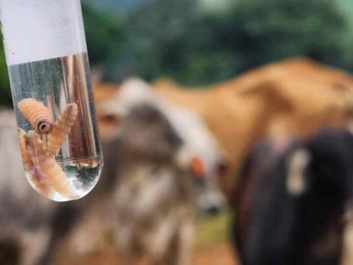 CONFIRMAN PRIMER CASO DE MIASIS HUMANA EN MORELOS