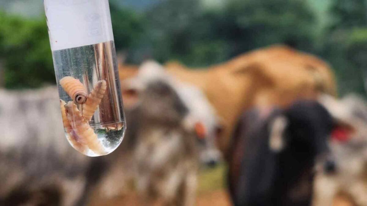 CONFIRMAN PRIMER CASO DE MIASIS HUMANA EN MORELOS