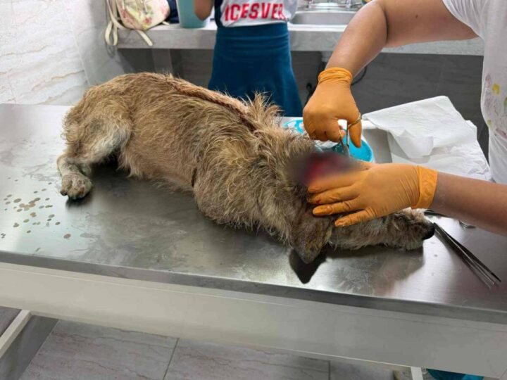 CONFIRMAN EN ORIZABA PRIMER CASO DE GUSANO BARRENADOR EN MASCOTA