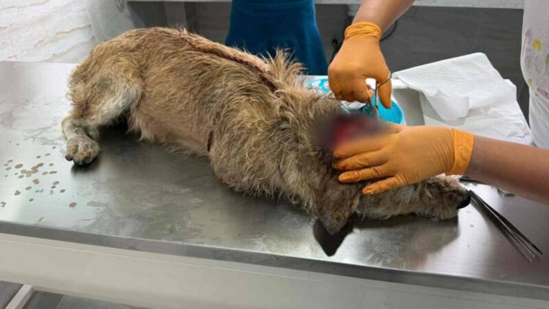 CONFIRMAN EN ORIZABA PRIMER CASO DE GUSANO BARRENADOR EN MASCOTA