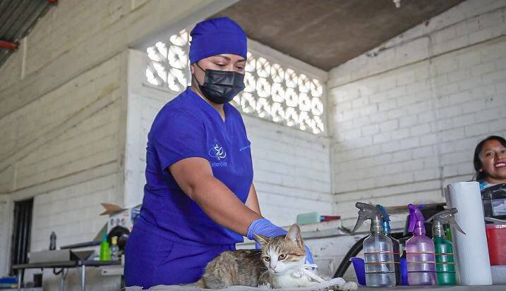 UN ÉXITO, CAMPAÑA DE ESTERILIZACIÓN EN CALCAHUALCO