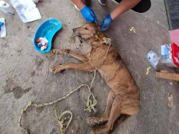 ATIENDE CONTROL ANIMAL A PERROS INFECTADOS CON GUSANO BARRENADOR EN IXHUATLÁN