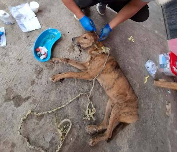 ATIENDE CONTROL ANIMAL A PERROS INFECTADOS CON GUSANO BARRENADOR EN IXHUATLÁN