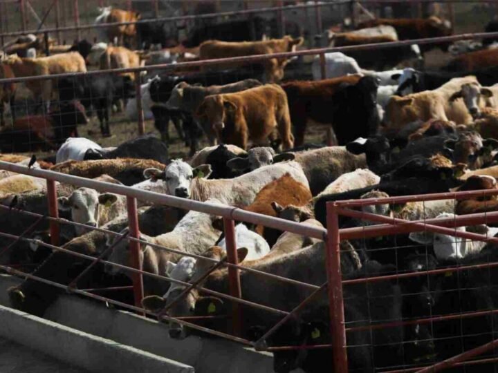 MÉXICO REFUERZA ESTRATEGIA CONTRA EL GUSANO BARRENADOR TRAS CONFIRMARSE CASO EN TEXAS